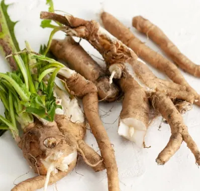 Fresh chicory roots on a white table